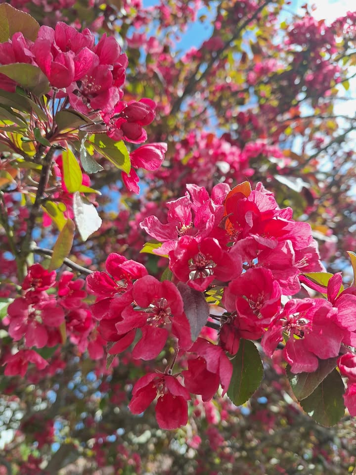 Wellbody Wellmind Wellbeing